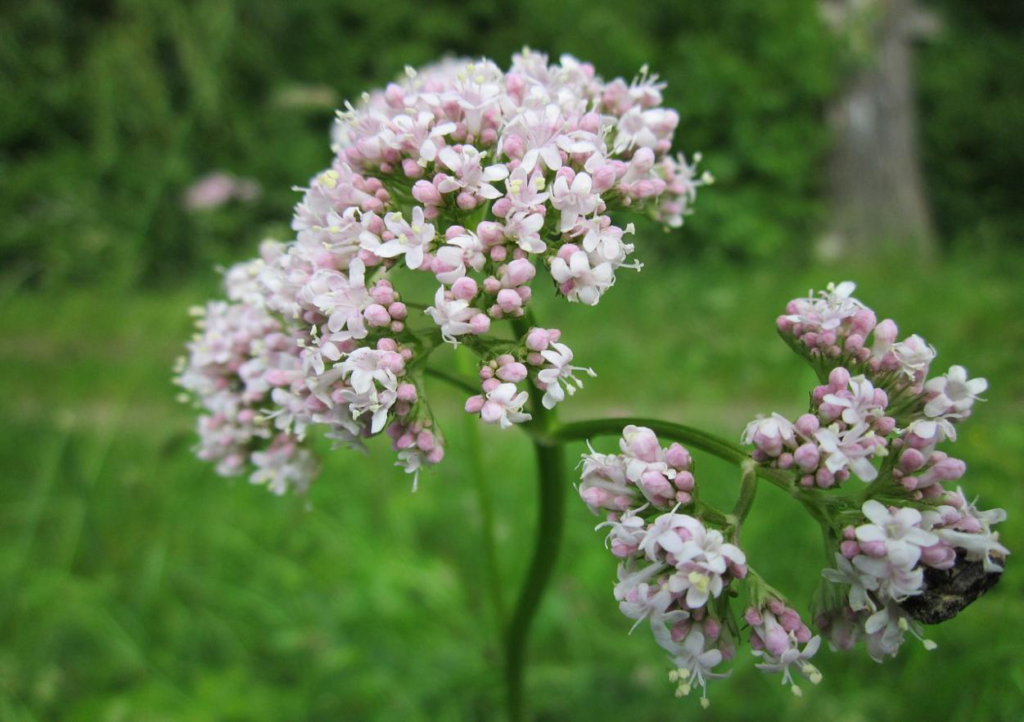 Valertian plant in nature